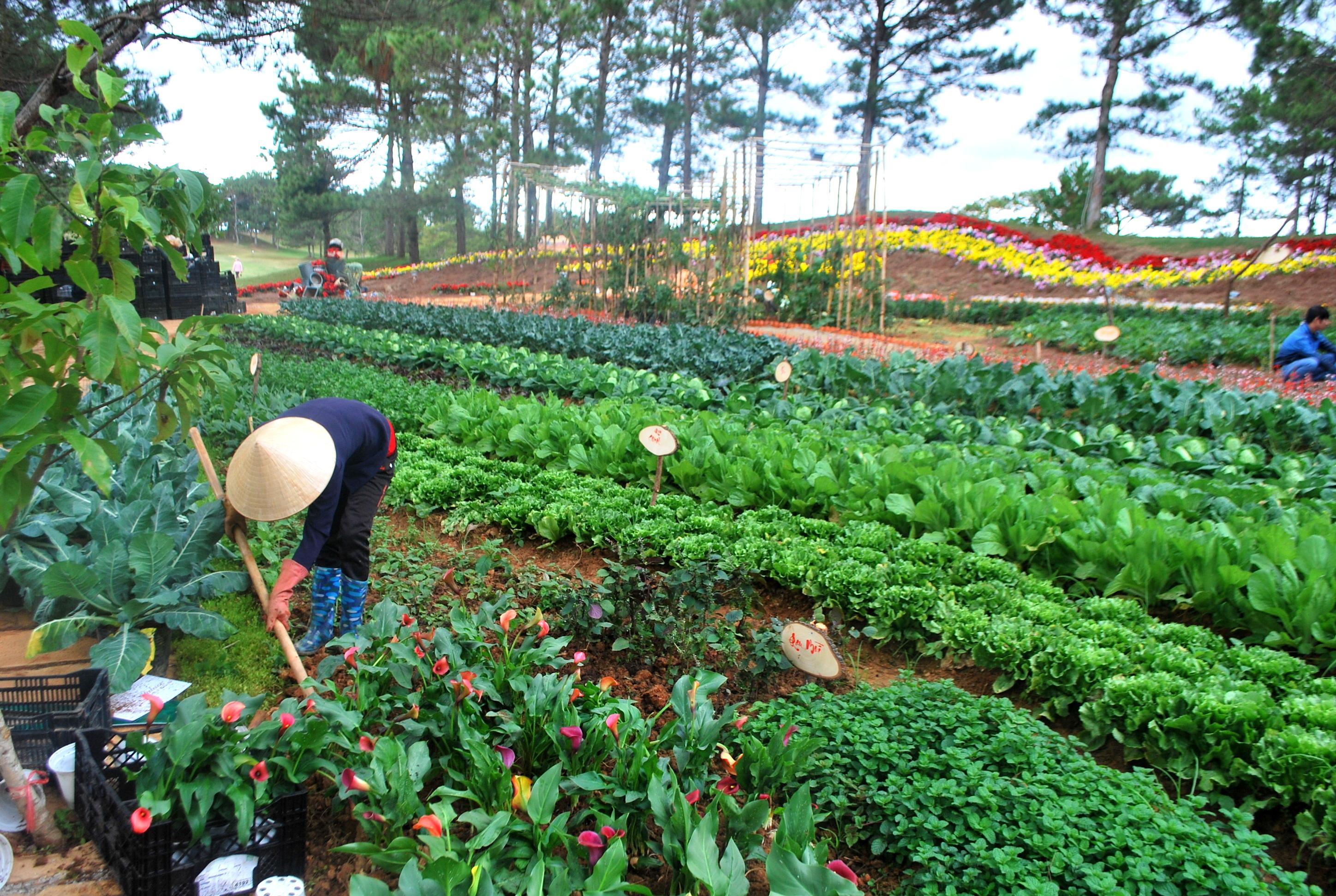 Mô hình trồng rau cảnh ven hồ Xuân Hương 